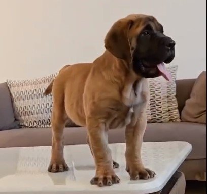 Great Dane puppies for sale In Pune