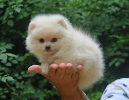 Toy Pomeranian male puppy price In Pune