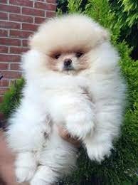 Toy Pom female puppy price In Pune