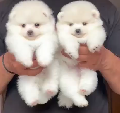 Toy Pom puppy price In Pune