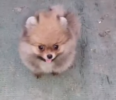 Toy Pomeranian puppy for adoption In Pune
