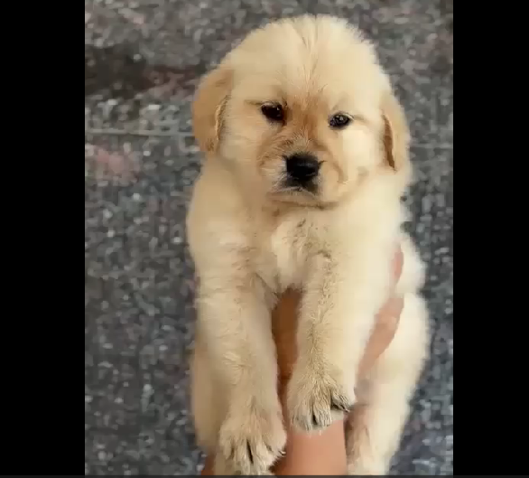 Golden Retriever male puppy price In Pune