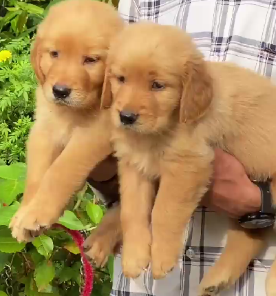 Golden Retriever dog breeder In Pune