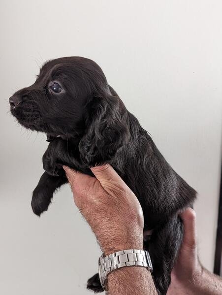 Cocker Spaniel puppy for adoption In Mumbai
