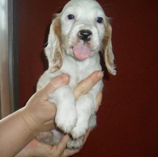 puppies for sale In Mumbai