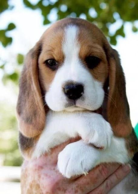 Beagle male puppy price In Mumbai