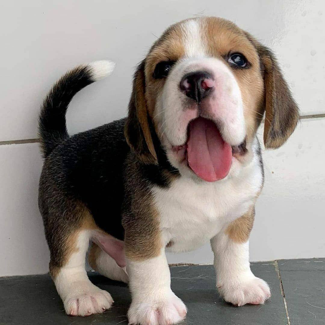 Rottweiler puppies for sale In Mumbai