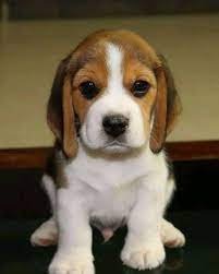 Rottweiler puppies for sale In Mumbai