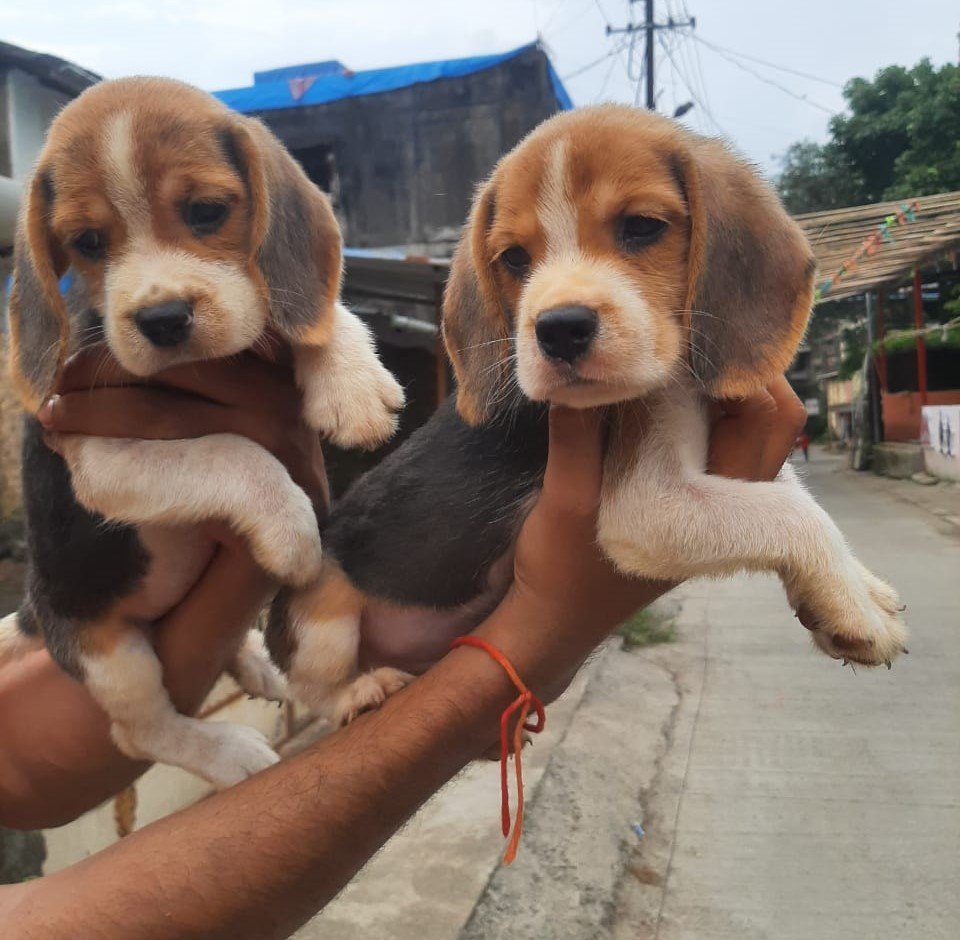 puppy for adoption In Mumbai