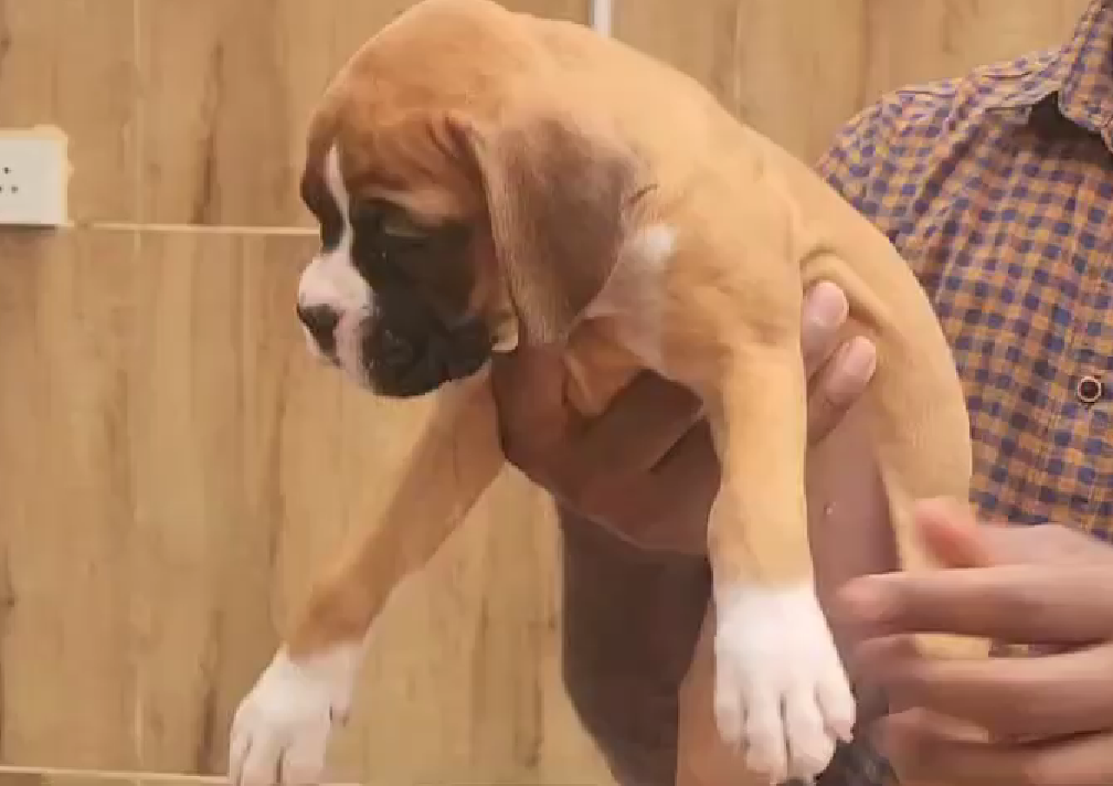 Boxer male puppy price In Mumbai