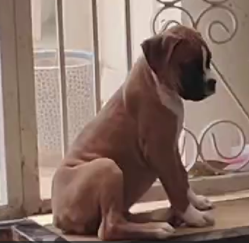 Boxer dog for sale near me In Mumbai