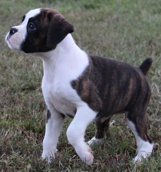 Boxer  puppy for adoption In Mumbai