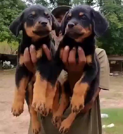 Doberman  dog for sale near me In Mumbai