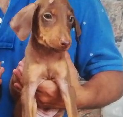 Doberman dog breeder In Mumbai