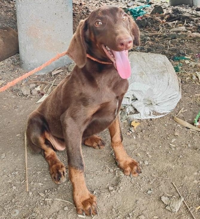 Doberman  dog Price In Mumbai