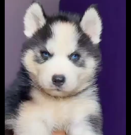 dog breeders in Mumbai