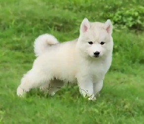 Siberian Husky  dog Price In Mumbai