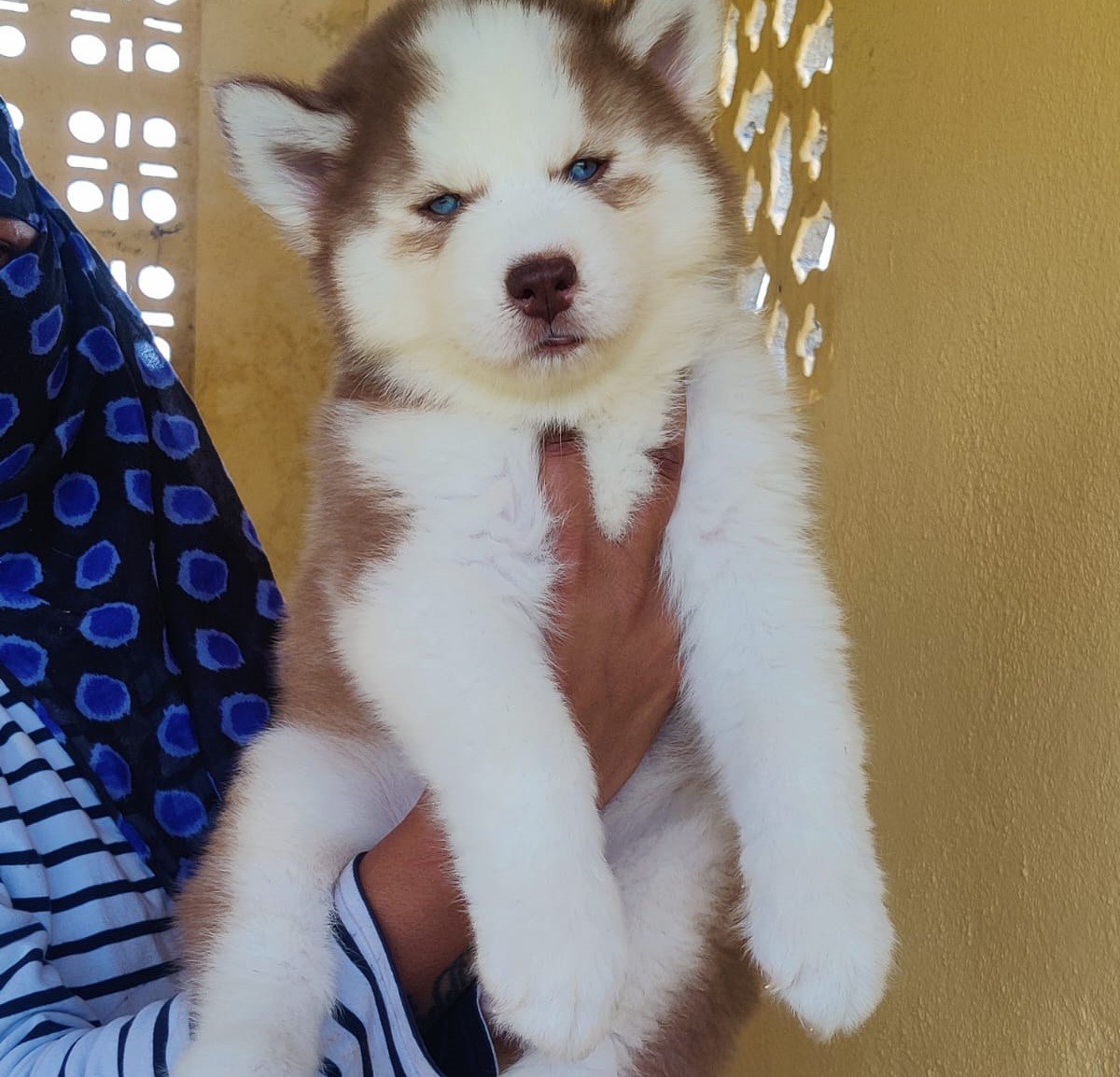 Siberian Husky male puppy price In Mumbai