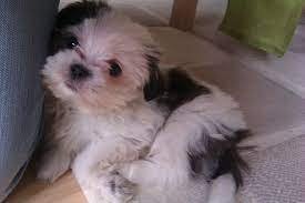 Lhasa Apso male puppy price In Mumbai