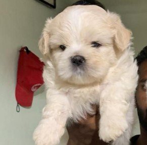 Lhasa Apso male puppy price In Mumbai