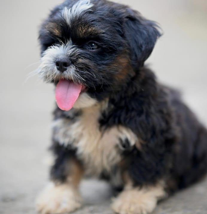 Lhasa Apso dog for sale near me In Mumbai