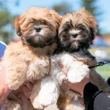 Lhasa Apso puppies for sale In Mumbai
