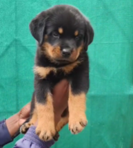 Rottweiler male puppy price In Mumbai