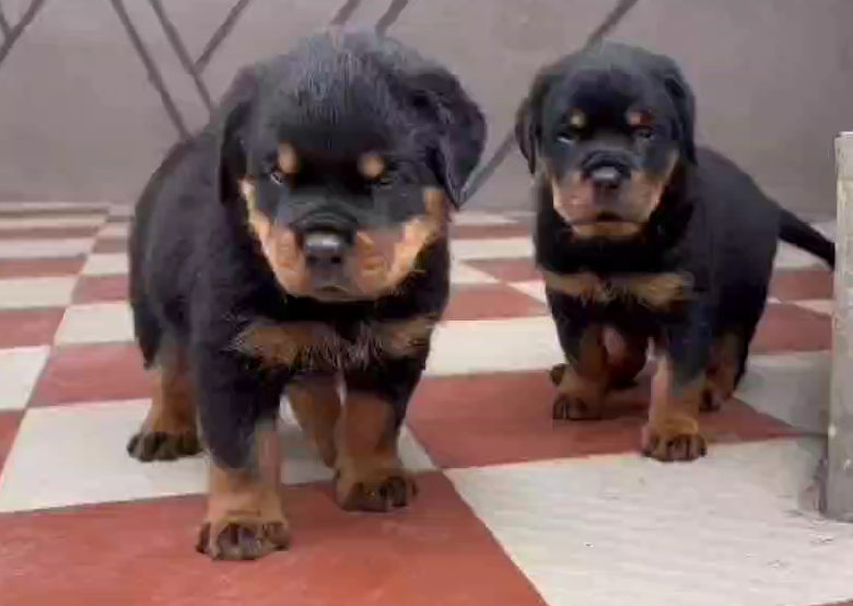 Rottweiler puppy for adoption In Mumbai