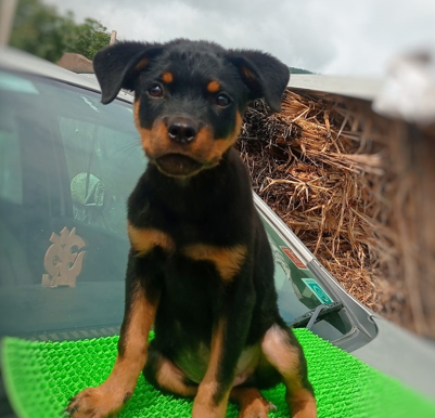 Rottweiler female puppy price In Mumbai
