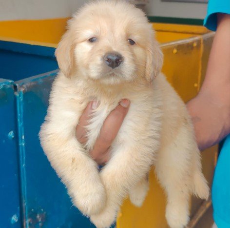 Golden Retriever dog for sale near me In Pune