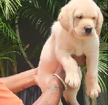 Labrador puppies for sale In pune