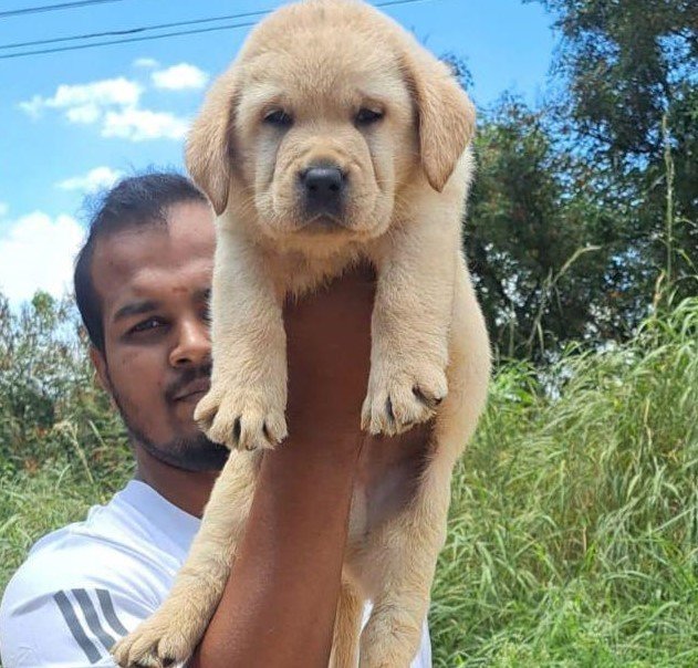 Labrador Retriever puppy in Bangalore