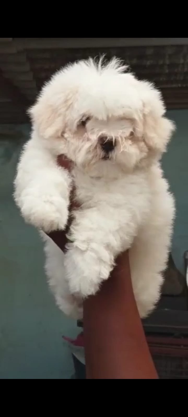 Buy Male Maltese Puppy from Mumbai