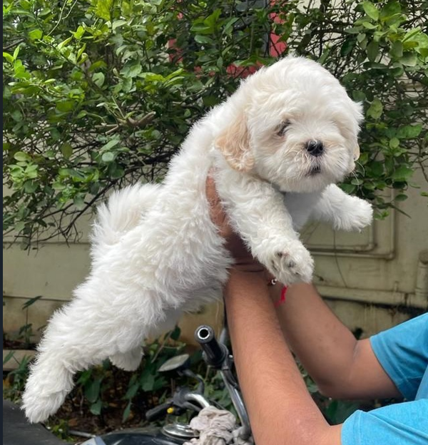 Order Female Maltese  Puppy from Mumbai