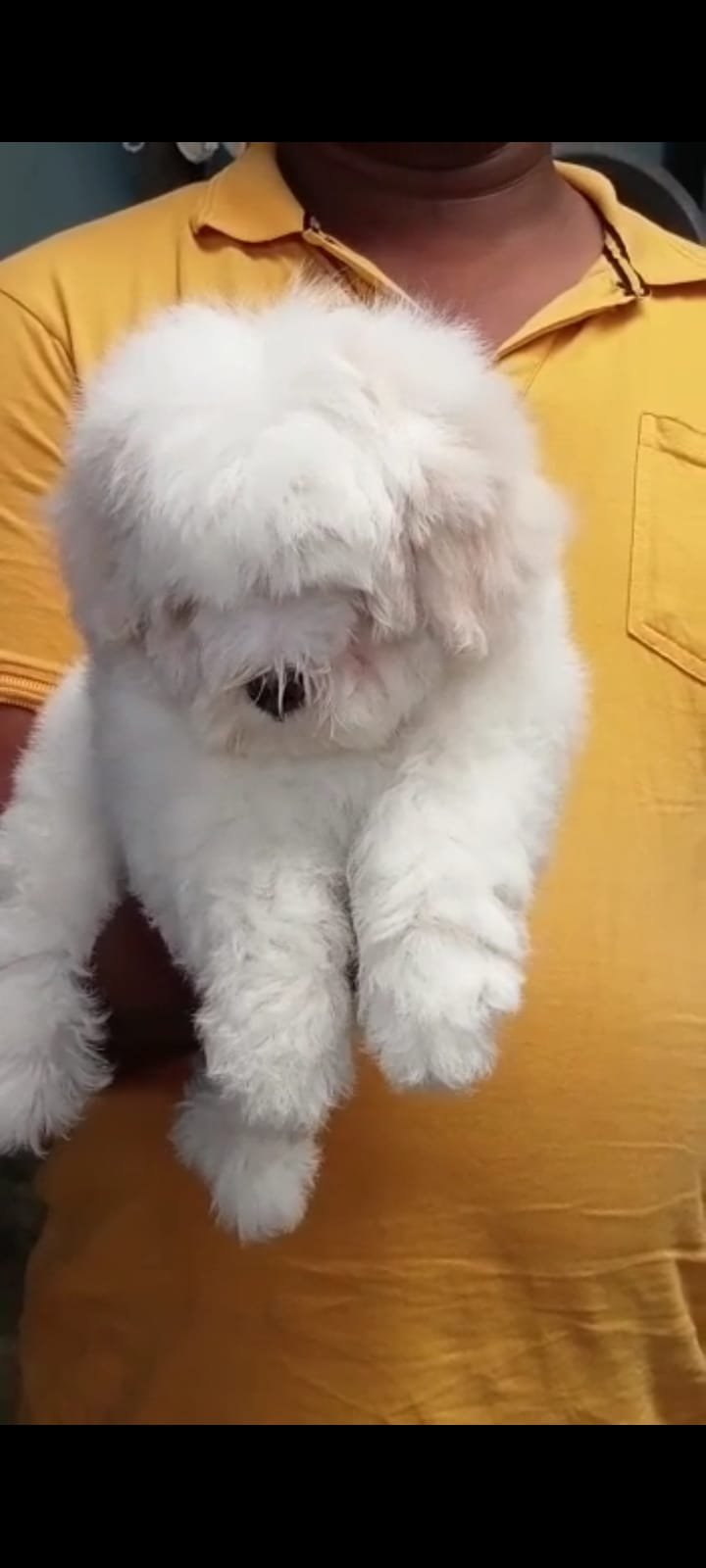Purchase Friendly Maltese Puppy from Mumbai