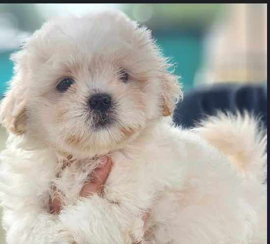 Purchase Friendly Maltese Puppy from Mumbai