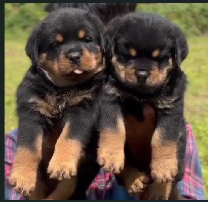 Order Female Rottweiler  Puppy from Bangalore