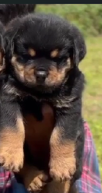 Buy lovable Rottweiler Puppy from Bangalore