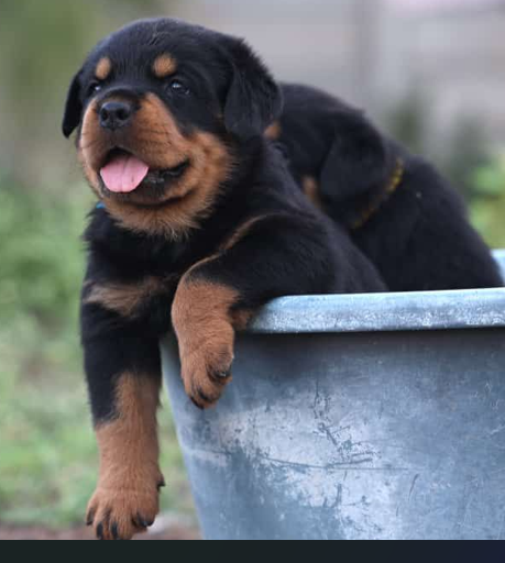 Buy lovable Rottweiler Puppy from Bangalore