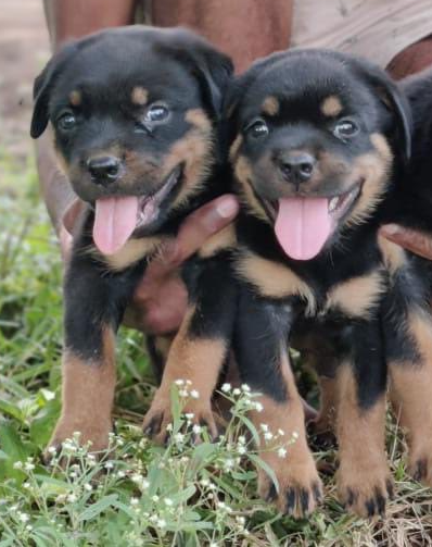 Female Rottweiler puppy From Bangalore